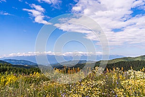 Beautiful landscape - field of wildflowers , Pirin mountains  and beautiful blue sky near Bansko, Bulgaria