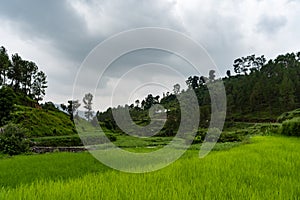 A beautiful landscape of fields in the mountains of Almora. A view of how terrace farming is done in Uttrakhand