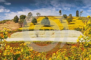 Beautiful landscape of fields in the Shan State of Myanmar