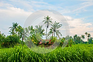 Beautiful landscape with fields and trees in the city of Amed in Bali