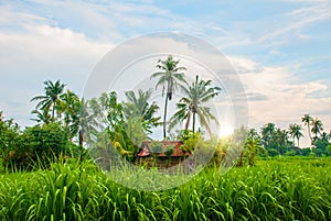 Beautiful landscape with fields and trees in the city of Amed in Bali