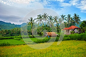 Beautiful landscape with fields and trees in the city of Amed in Bali.