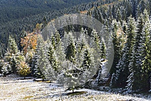 Beautiful landscape of a fir forest, in the classic Carpathian Mountains of Romania, Transylvania.