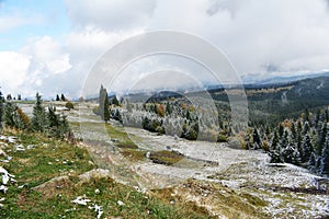 Beautiful landscape of a fir forest, in the classic Carpathian Mountains of Romania, Transylvania.