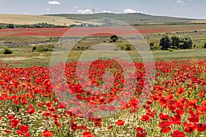 Beautiful landscape, flower field with bright red poppies and white daisy flowers, green grass and trees, on background high hills