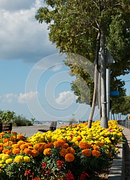 Beautiful landscape with a flowerbed of yellow-orange flowers on a background of blue sky