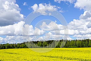Beautiful landscape with flowering fields, forests, blue sky with white clouds