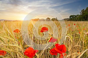 Beautiful landscape with flowers in the sun