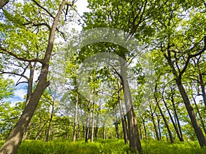 Beautiful landscape of a forest canopy of deciduous trees and grass on a summer day