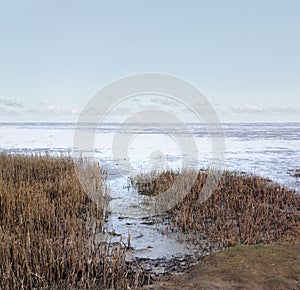 Beautiful landscape of forest dry land near the beach with copy space. Natural foliage on the coastline on a summer day