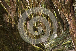 Beautiful landscape with forest during trekking in Himalaya Mountains, Nepal