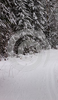 Beautiful landscape of forest in wintertime, majestic high pine trees covered with snow in mild light, beauty of winter nature