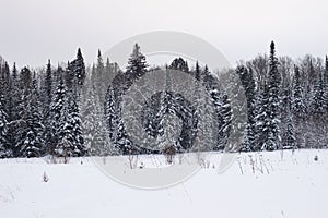 Beautiful landscape of forest in wintertime, majestic high pine trees covered with snow in mild light, beauty of winter nature