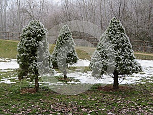 Beautiful landscape frozen trees by cold and snow