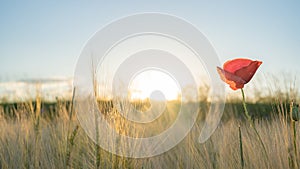 Beautiful landscape from golden field of Barley with Red Poppies Papaver in the warm light of the rising sun, panoramic