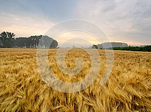 Beautiful landscape with Golden wheat field in summer ready to harvested