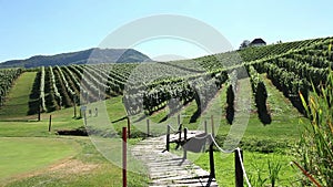 Beautiful landscape of the golf court in the middle of the wineyard