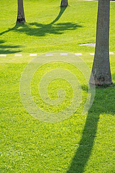 Beautiful landscape of a golf court with palm trees in Punta Cana, Dominican Republic