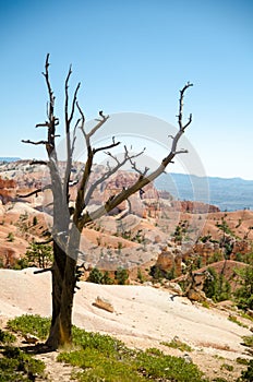 Beautiful landscape in Grand Canyon National Park, United States Of America