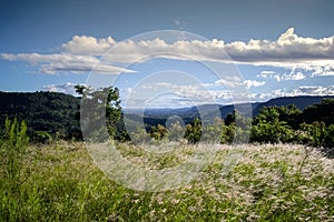 Beautiful landscape with grassy trees and mountains in the background