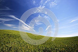 Beautiful landscape with green grass and blue sky