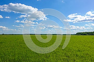 Beautiful landscape. Green grass field and blue sky with white clouds