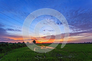 Beautiful landscape of green rice paddy farm and twilight sky