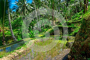 Beautiful landscape with green rice terraces near Tegallalang village, Ubud, Bali, Indonesia