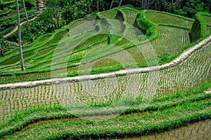 Beautiful landscape with green rice terraces near Tegallalang village, Ubud, Bali, Indonesia