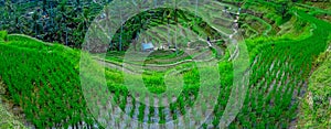 Beautiful landscape with green rice terraces near Tegallalang village, Ubud, Bali, Indonesia