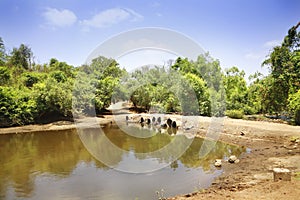 Beautiful landscape green tree and water flowing in river, small bridge, Hiran river. Sasan Gir.