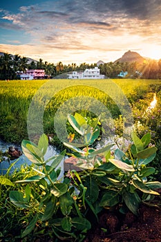 Beautiful landscape growing Paddy rice field with mountain and blue sky background in Nagercoil. Tamil Nadu, South India