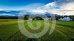 Beautiful landscape growing Paddy rice field with mountain and blue sky background in Nagercoil. Tamil Nadu, South India