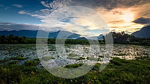 Beautiful landscape growing Paddy rice field with mountain and blue sky background in Nagercoil. Tamil Nadu, South India