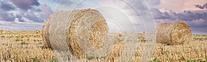 Beautiful landscape in hay bale field, straw rolls of wheat on farmer field