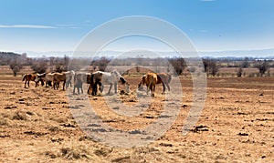 beautiful landscape, the herd of horses grazing in the field