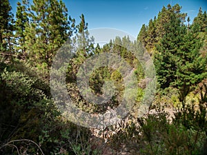 Beautiful landscape of high pine trees and bushes growing on cliffs and high moutnains