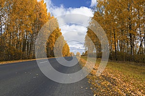 Beautiful landscape with a highway between birch trees