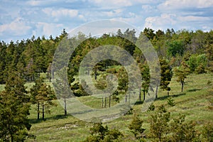 Beautiful landscape, a hill with pine trees and a blue sky with clouds