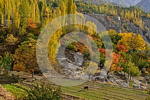 Beautiful Landscape of Hunza Valley in Autumn season.