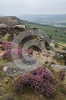 Beautiful landscape image of late Summer vibrant heather at Curbar Edge in Peak District National Park in England