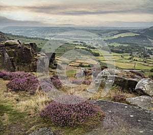 Beautiful landscape image of late Summer vibrant heather at Curbar Edge in Peak District National Park in England
