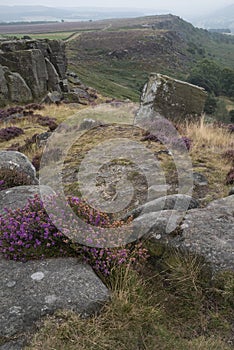 Beautiful landscape image of late Summer vibrant heather at Curbar Edge in Peak District National Park in England
