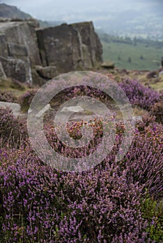 Beautiful landscape image of late Summer vibrant heather at Curbar Edge in Peak District National Park in England