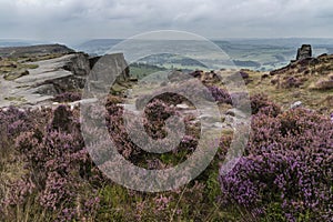 Beautiful landscape image of late Summer vibrant heather at Curbar Edge in Peak District National Park in England