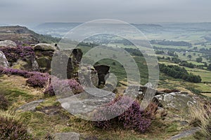 Beautiful landscape image of late Summer vibrant heather at Curbar Edge in Peak District National Park in England