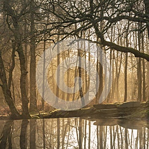 Beautiful landscape image of still stream in forest in the Lake District with hazy sun beams and glow behind the trees reflected