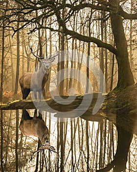 Hermoso imagen de todo el tiempo actual en distrito Bosque hermoso maduro ciervo ciervo árboles 