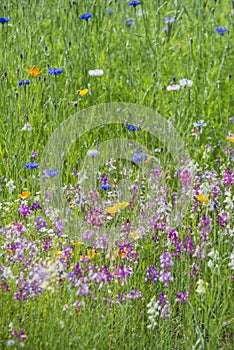 Beautiful vibrant landscape image of wildflower meadow in Summer