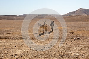 Beautiful landscape of Israeli Judean Desert mountains, with sunrise over the dry riverbed of Nahal Dragot Wadi, popular